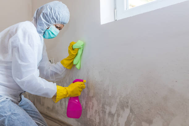 Environmental Consulting for Mold Prevention in Ruhenstroth, NV